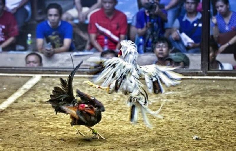 Đá Gà Thomo - Bí Mật Sới Gà Quốc Tế Kinh Nghiệm Chinh Phục