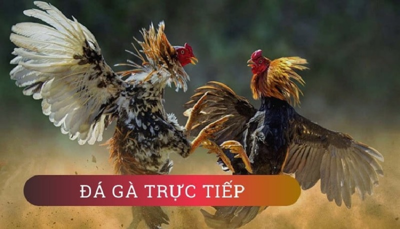 truc tiep da ga 4k 67d96249907b7